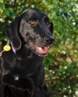 Picture of black lab