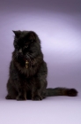 Picture of black long haired cat sitting isolated on a purple background