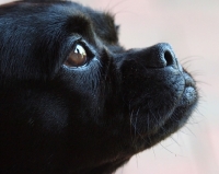 Picture of black mixed breed dog, close up