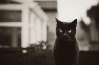 Picture of black non pedigree cat in black and white