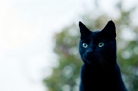 Picture of black non pedigree cat