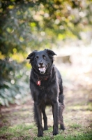 Picture of black shepherd mix smiling into camera