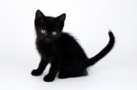 Picture of black shorthair kitten sitting down