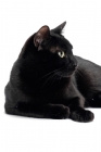 Picture of black shorthair looking away