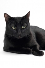 Picture of black shorthair resting