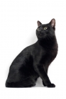 Picture of black shorthair