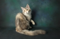 Picture of black silver tortie maine coon, one leg up