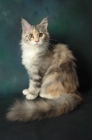 Picture of black silver tortie maine coon, sitting