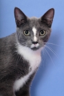 Picture of blue and white cat, head study