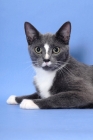 Picture of blue and white cat, head study