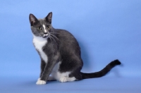 Picture of blue and white cat sitting