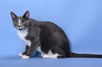 Picture of blue and white cat sitting