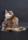 Picture of Blue Classic Torbie & White Norwegian Forest Cat, back view