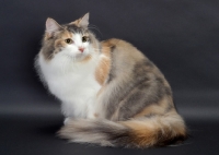 Picture of Blue Classic Torbie & White Norwegian Forest Cat, sitting