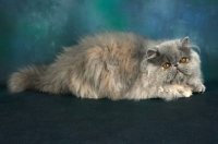 Picture of blue cream persian cat lying down