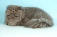 Picture of blue cream Persian