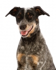 Picture of Blue Heeler cross