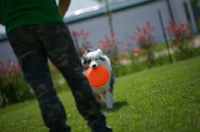 Picture of blue merle australian shepherd bringing frisbee back to her owner