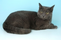 Picture of blue non pedigree cat lying down on blue background