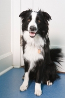 border collie at home