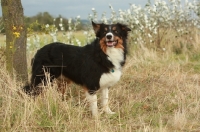 Picture of Border Collie in field near blossom