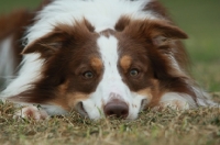 Picture of Border Collie lying down on grass