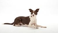 Picture of Border Collie lying down