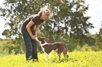 Picture of Border Collie near woman