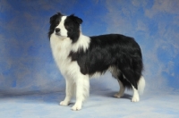 Picture of Border Collie on blue background