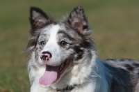 Picture of Border Collie portrait, blurred background