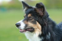 Picture of Border Collie portrait