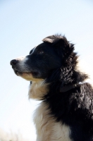 Picture of Border Collie portrait