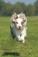 Picture of Border Collie running fast