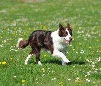 Picture of Border Collie running in field