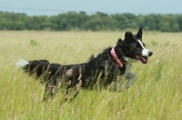 Picture of Border Collie running in field