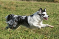 Picture of Border Collie running in field