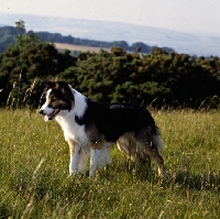 Picture of border collie, show dog, standing in a field