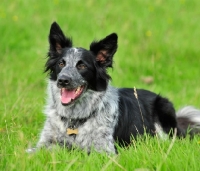 Picture of Border Collie