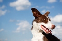 Picture of Border Collie