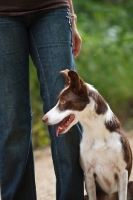 Picture of Border Collie