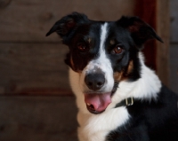 Picture of Border Collie