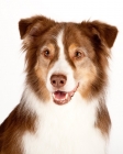 Picture of border collie