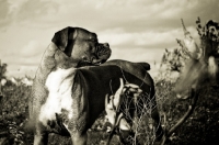 Picture of Boxer standing in field