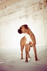 Picture of Boxer standing in snow in front of old wall