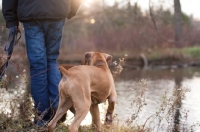 Picture of Boxer with owner