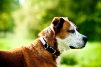 Picture of Boxer x Terrier dog, profile