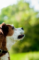 Picture of Boxer x Terrier dog