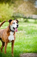 Picture of Boxer x Terrier dog