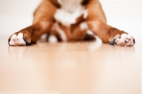 Picture of Boxer's feet