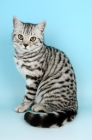 Picture of british shorthair cat sitting, silver spotted tabby colour